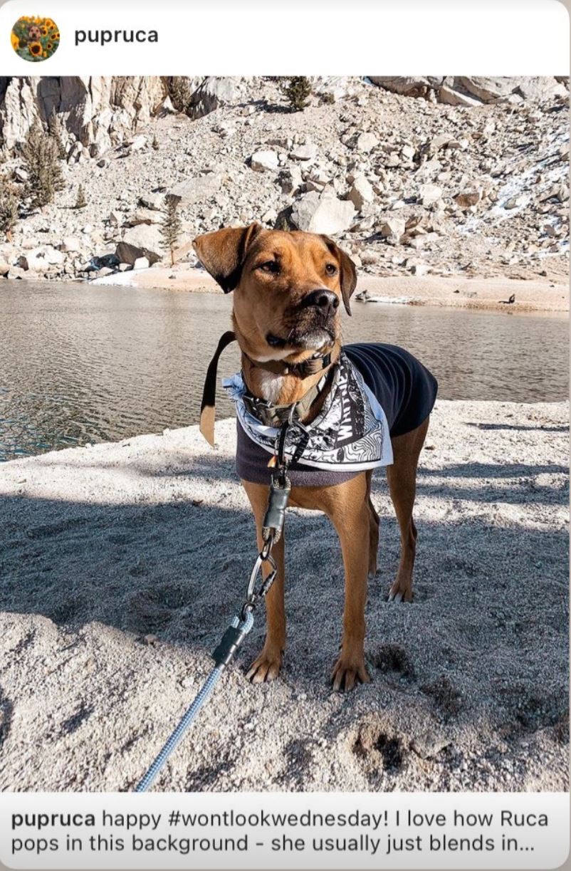 A Hiker Sight bandana being used on a dog